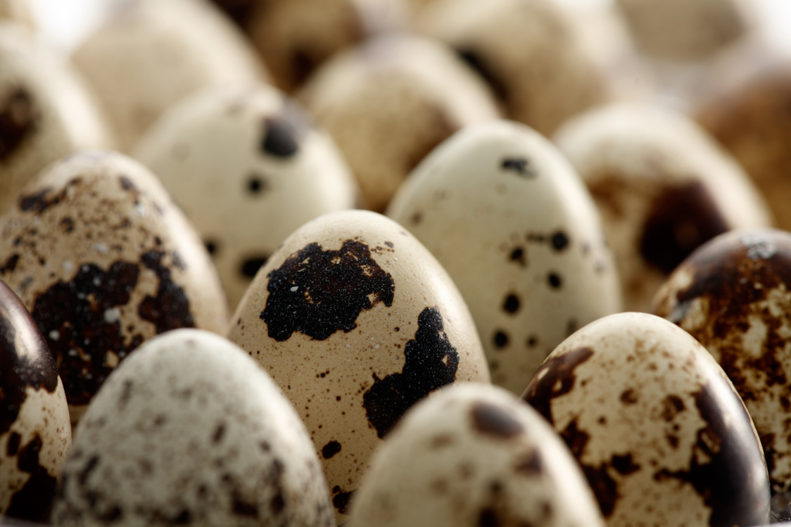 Quail eggs