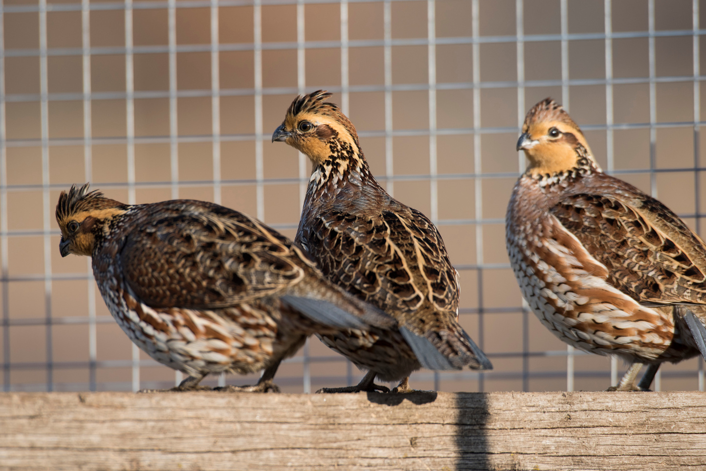 Bobwhite Quail