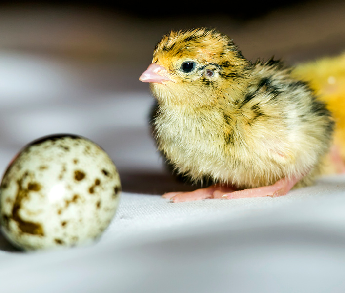 quail chick