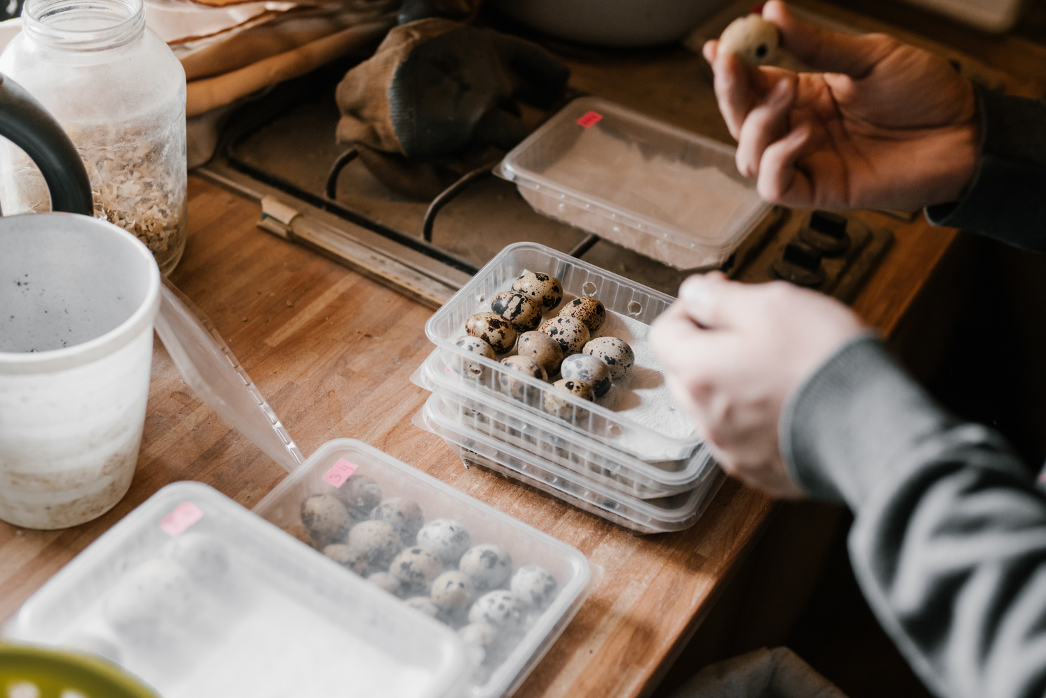 Crop farmer packaging quail eggs into containers